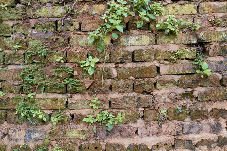 Red brickの写真素材