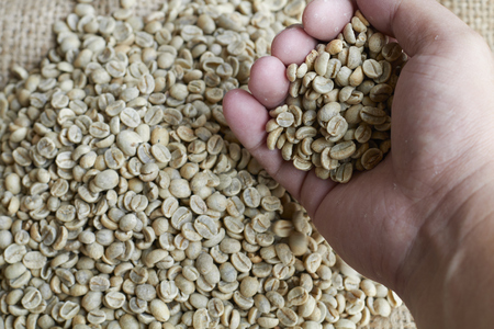 green coffee bean before roasting. Raw coffee bean on hand.の写真素材
