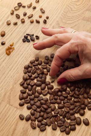 sorting coffee beansの写真素材