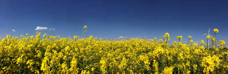 field of rapeseed and blue sky - panoramaの写真素材