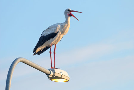 The White Stork.He even likes the neighborhood of people, settles on roofs of houses, poles of...