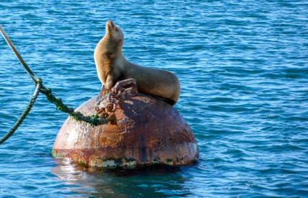 HabourSeal sun bathing on buoyの写真素材