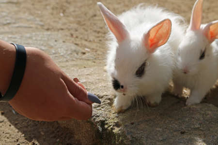 Female hand feed two rabbitsの写真素材