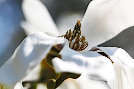 White blossom macroの写真素材