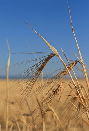 Ears of wheat against the sky, a close up Vertical imageの写真素材