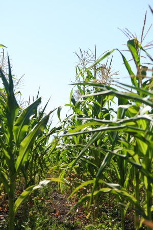 Corn field in the skyの写真素材