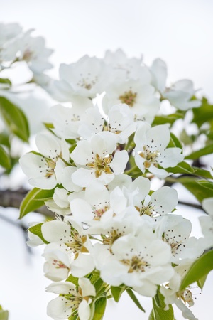 A branch of cherry blossoms against the skyの写真素材
