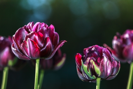 Black tulips on a dark green backgroundの写真素材