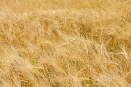 wheat fieldの写真素材