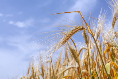 close-up ears of wheat against the skyの写真素材