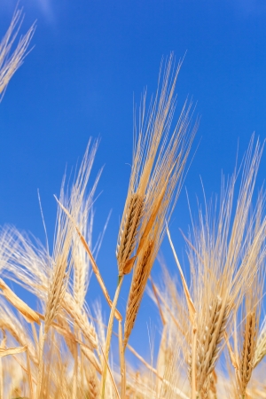 close-up ears of wheat against the skyの写真素材