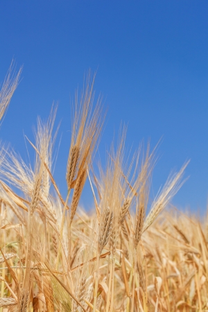 close-up ears of wheat against the skyの写真素材