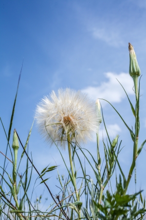 Dandelion close up against the blue skyの写真素材