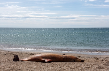 The victim Bottlenose dolphin lies on the coastの写真素材
