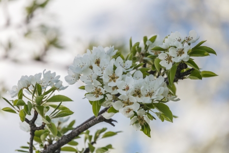 A branch of cherry blossoms against the skyの写真素材