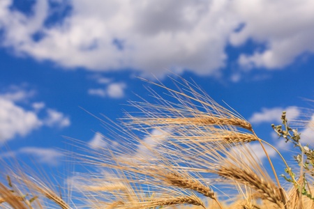 Ripe wheat against a blue sky and cloudsの写真素材