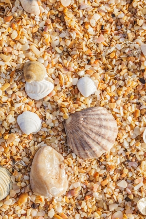 Sand, pebbles, shells, sea coast close-up.の写真素材