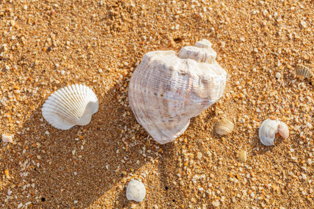 Sand, pebbles, shells, sea coast close-up 