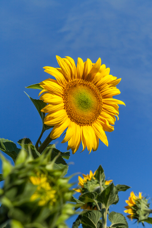Flower sunflower on a background of blue sky, close-up の写真素材