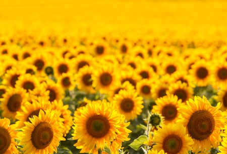 Field of sunflowers backlit. Focus in the foregroundの写真素材
