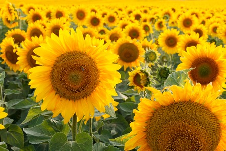 Field of sunflowers backlit. Focus in the foregroundの写真素材