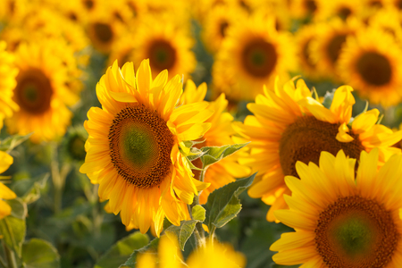 Field of sunflowers backlit. Focus in the foregroundの写真素材