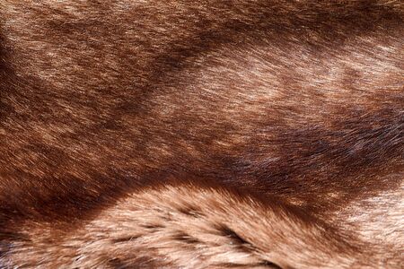 Warm coat of fur closeup. horizontal shotの写真素材