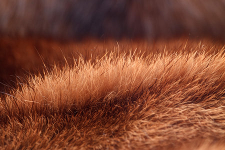 Warm coat of fur closeup. horizontal shotの写真素材