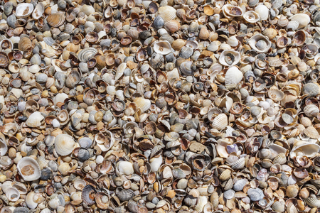 Seashells background. Many sea shells on a beach summer background. Small seashells and sand beach holiday background, summer backdrop.の写真素材