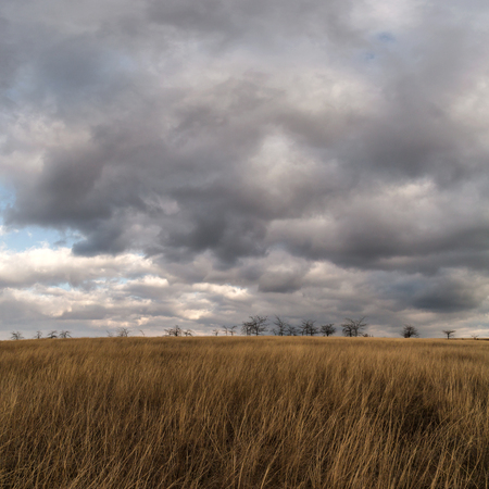 prairie grass on the background of a stormy skyの写真素材