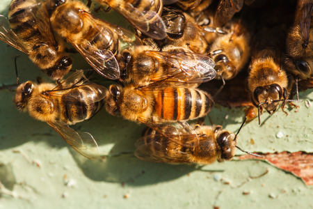 worker bees at the entrance to the hive, closeupの写真素材