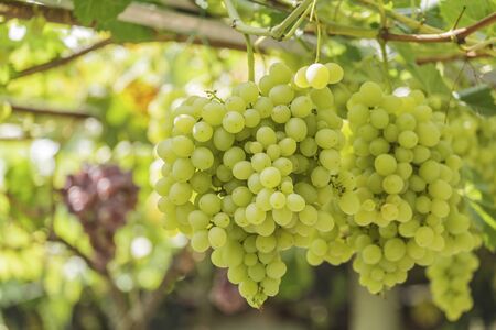 Bunch of grapes on a background of the sunny sky.の写真素材