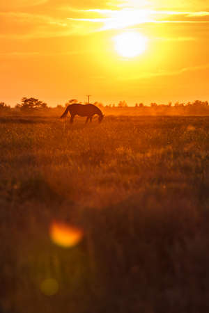 Lonely horse grazing in a field at sunsetの写真素材
