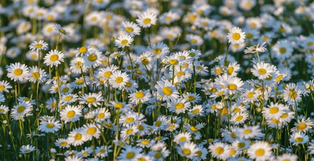Wild chamomile flowers on a field on a sunny day. shallow depth of field, View from aboveの写真素材