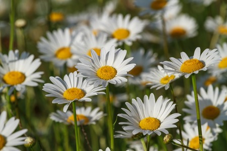 fresh wild daisies on a sunny day, close up, top viewの写真素材