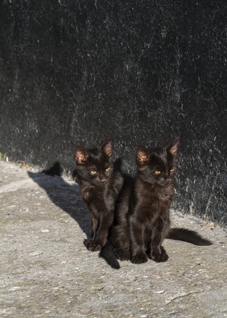 Two black kitten basking in the sun near a black wallの写真素材