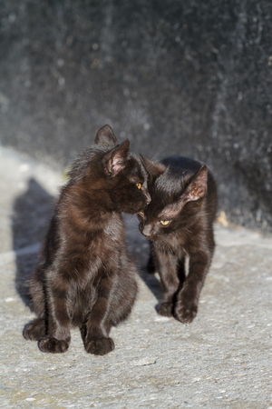 Two black kittens around a black wallの写真素材