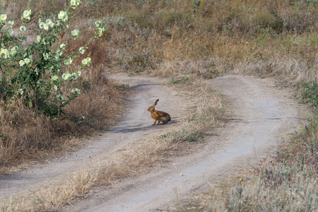 Hare on steppe roadの写真素材