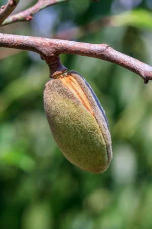 Ripe almonds walnut hanging on a branch. Close-up, focus on the nutの写真素材