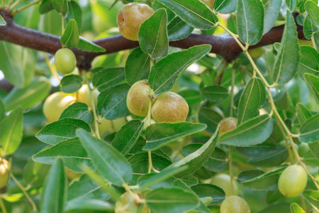 Jujuba inflorescence on a tree branch. The fruit of Zizyphus mauritiana contain vitamins, vitamin A, vitamin B, vitamin C, b-caroteneの写真素材