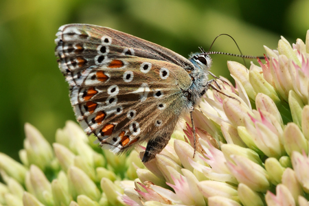 multi-colored butterfly on flowering plants drinking nectarの写真素材