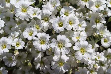Wild white flowers on a field on a sunny day.の写真素材