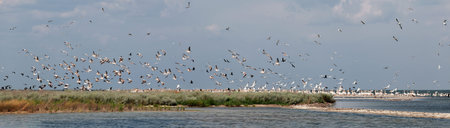 Pink pelicans take off