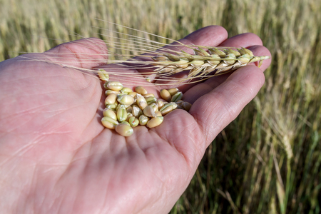 Agronomist is holding grainの写真素材