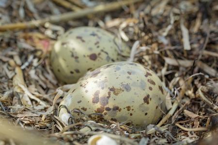 Multicolored, spotted gull eggs in natural habitat, close-upの写真素材