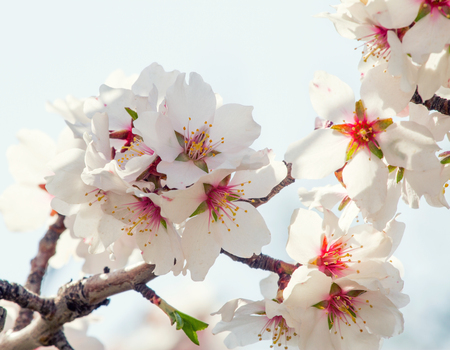Cluster of pink flowers of apricot tree against the blue skyの写真素材
