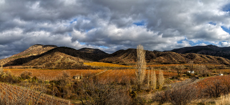 Vineyards. The Autumn Valleyの写真素材