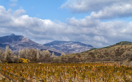 Vineyards. The Autumn Valley