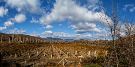 Vineyards. The Autumn Valleyの写真素材