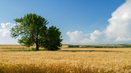 Panorama wheat fieldの写真素材